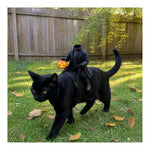 Black cat walking outdoors wearing the headless horseman rider costume