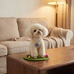 A small white dog sits on a green round mat on a wooden table in a cozy living room setting with a beige sofa and a floor lamp in the background.