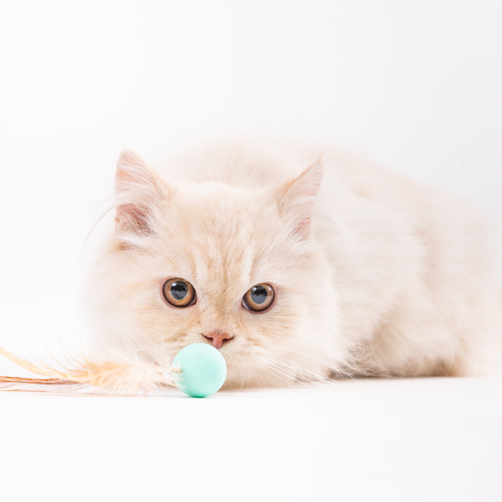 Pet Toy For Cats Bouncy Ball Type