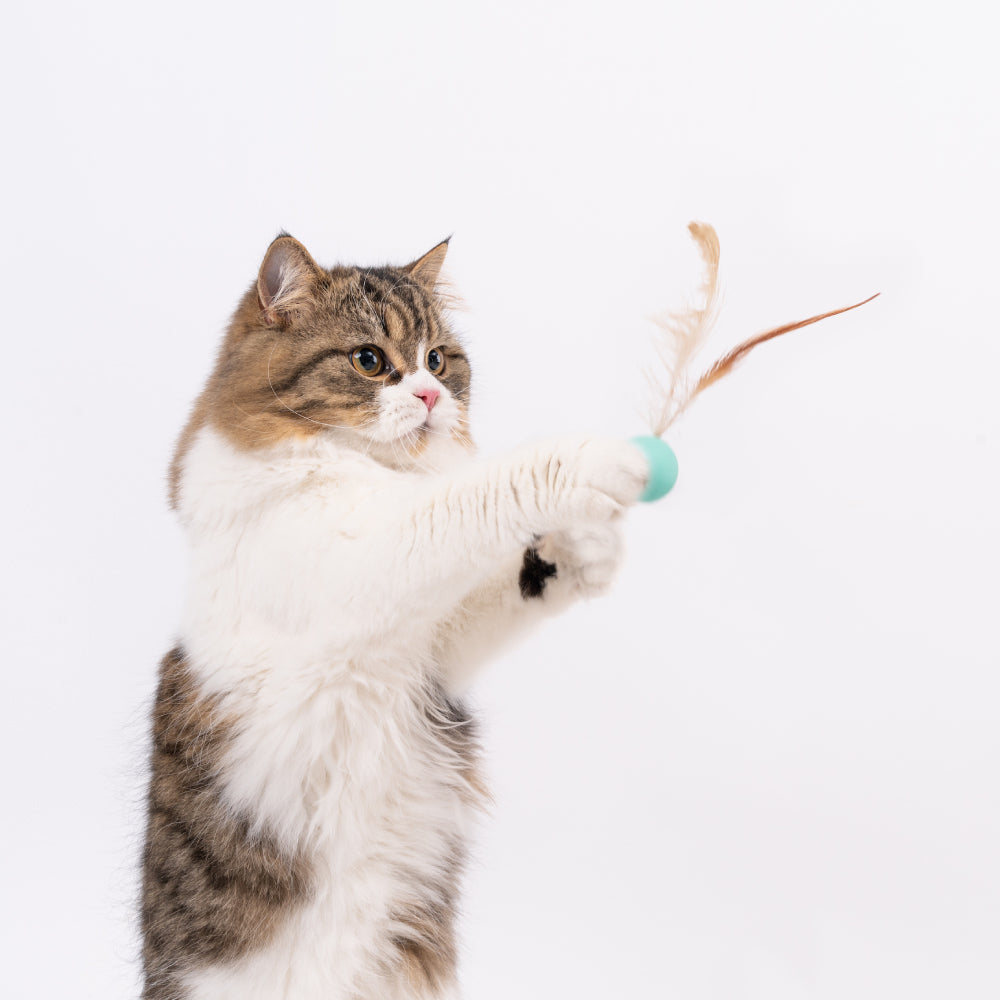 Pet Toy For Cats Bouncy Ball Type