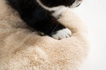 Pet Bed For Cats Papa Bear - Lazylifeshop