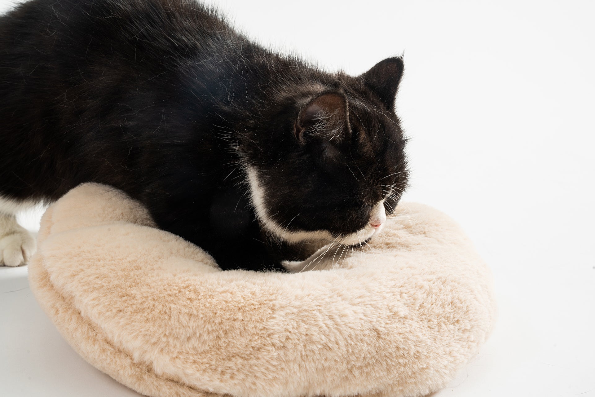 猫用ペットベッドパパベア