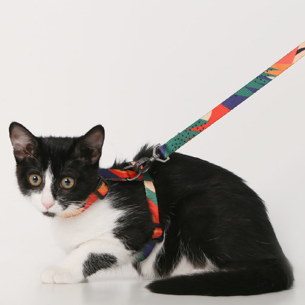 Cat Leash Combination type